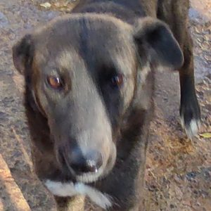 380260044083817 Molly