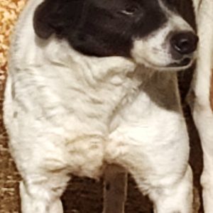 380260002709256 Perry