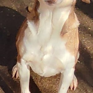 380260002644041 Carole