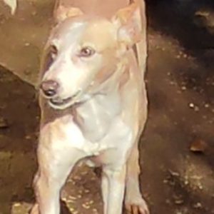 380260002644031 Cleope