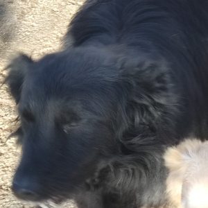 380260042105006 Rusty