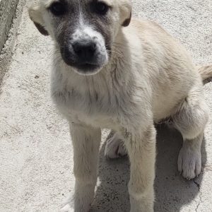 380260102420180 Teddy