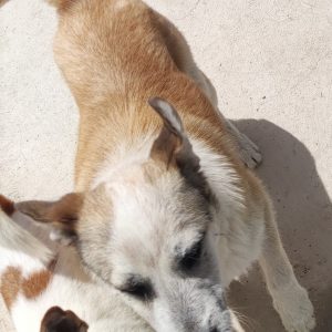 380260102419646 Merlino