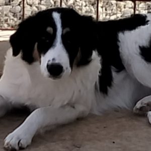 380260102420626 pillola