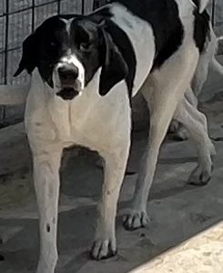 380260102599608 Pallina