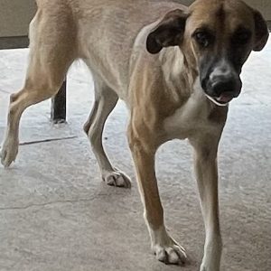 380260102599661 Nora