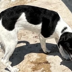 380260102599387 Lola