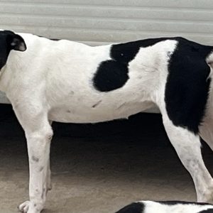 380260102599806 Lalla