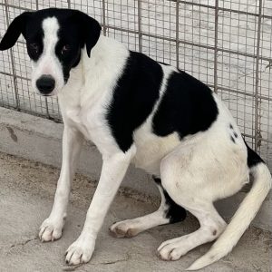 380260102622296 Peggy