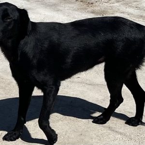 380260102420852 Nerina