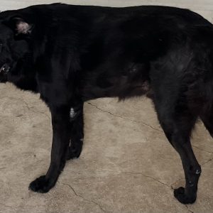 380260102426780 Nerone
