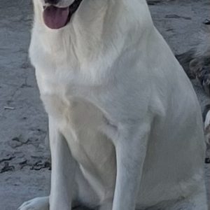 380260102622982 Ginger