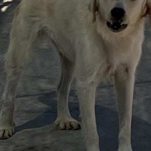 380260110106317 Rino