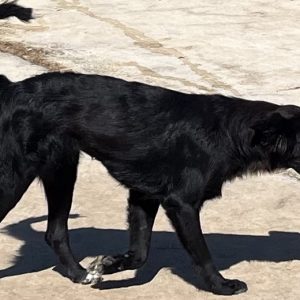 380260102622085 cagnola
