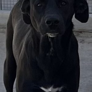 380260102599216 Carina