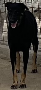 380260102420708 Dobby