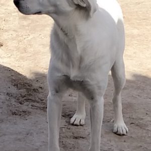 380260102420407 Anastasia