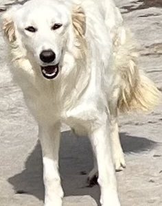 380260102420945 Alina