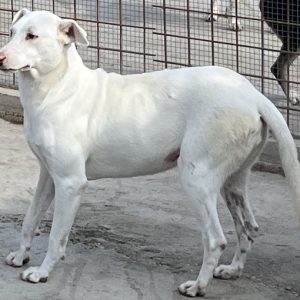380260102419842 Zelen