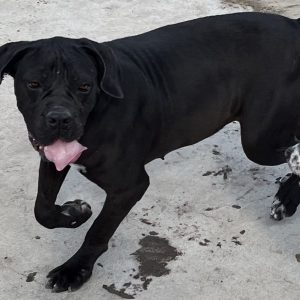 380260102622077 Zelia