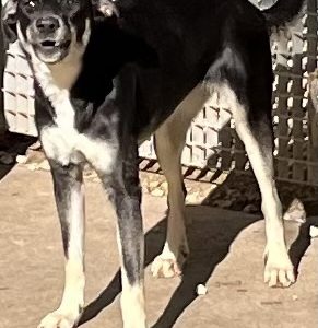 380260102585645 Raja