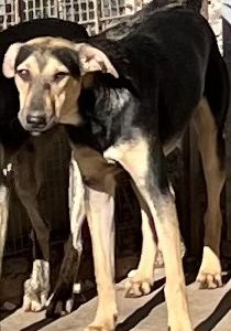 380260102622153 Rocky