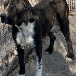 380260102420252 Bacco