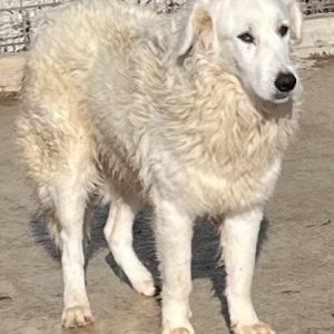 380260102625510 Zeus