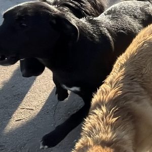 380260102790176 Dusty