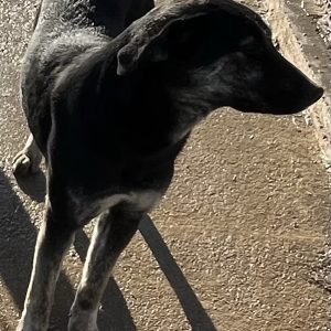 380260102791079 Desi