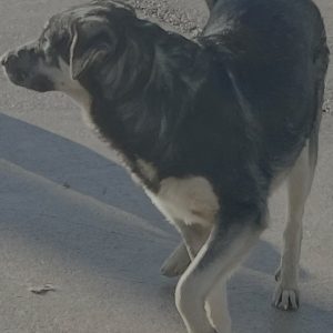 380260102791565 Dobló