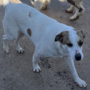 380260102622802 Gino