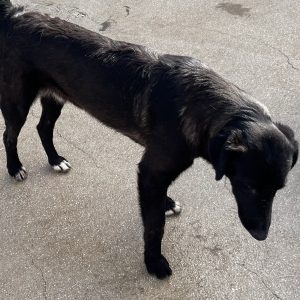 380260102791482 Elio