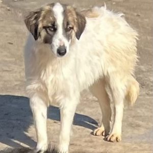 380260102615904 Gola