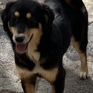 380260102621814 Lola