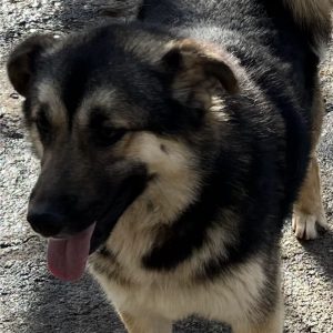 380260102599247 Lara