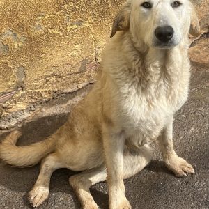 380260102825483 Holly
