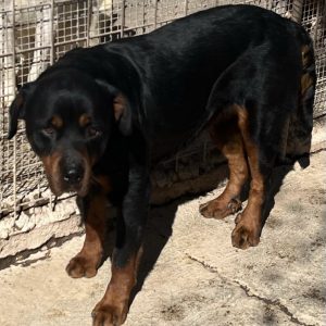 380260170092965 Renè