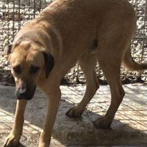 380260170128886 Piddu