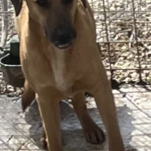 380260170128874 Pongo