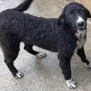 380260102863952 Iris