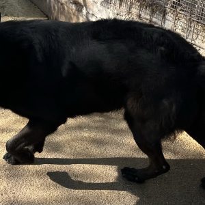 380260044004833 Lupo