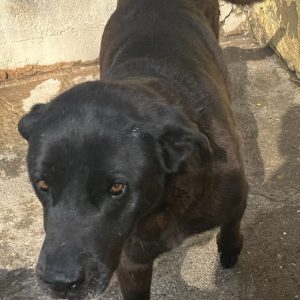 380260043836000 Zorro
