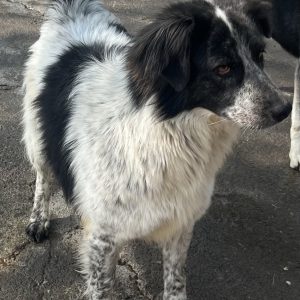 380260102420536 Agata