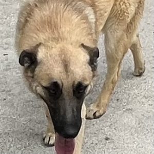 380260102869467 Simba
