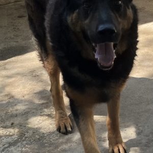 380260102600107 Tango