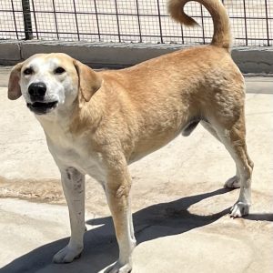 380260102420635 Sonny