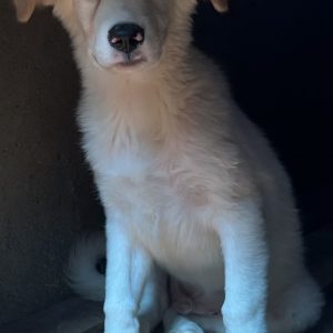 380260102926868 Artù