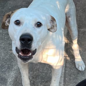 380260102866207 Rocky