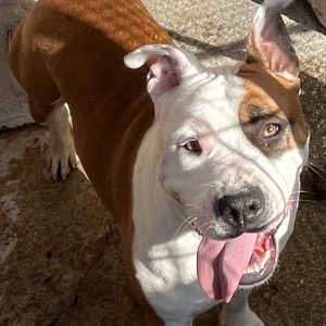 380260102791641 Thor